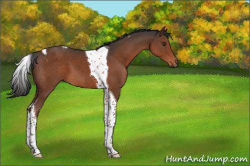 Horse Color:Liver Chestnut Tobiano 