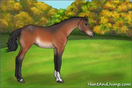 Horse Color:Brown Tobiano Rabicano 