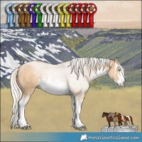 Horse Color:White Spotted Silver Buckskin Pearl 