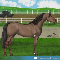 Horse Color:Liver Red Dun 
