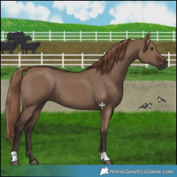 Horse Color:Liver Red Dun 
