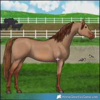 Horse Color:Red Dun 