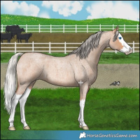 Horse Color:Silver Bay Roan Dun Splash 