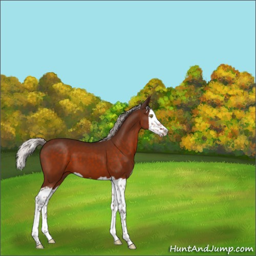 Horse Color:Silver Brown Splash 