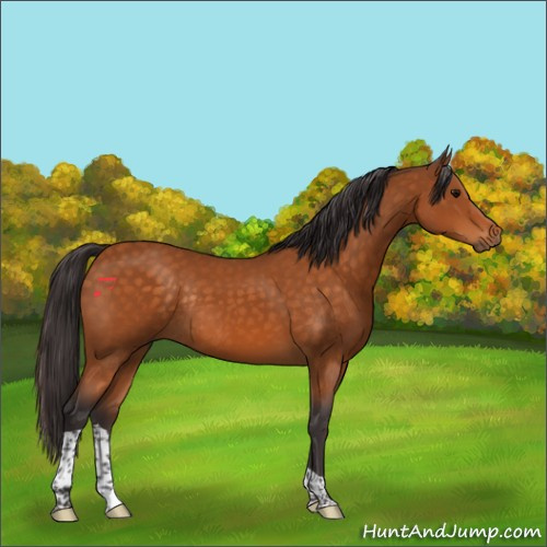Horse Color:Buckskin Tobiano Rabicano 