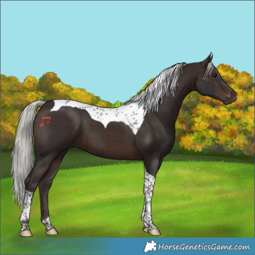 Horse Color:Silver Brown Tobiano 