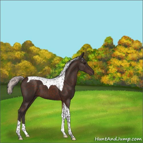 Horse Color:Silver Brown Tobiano