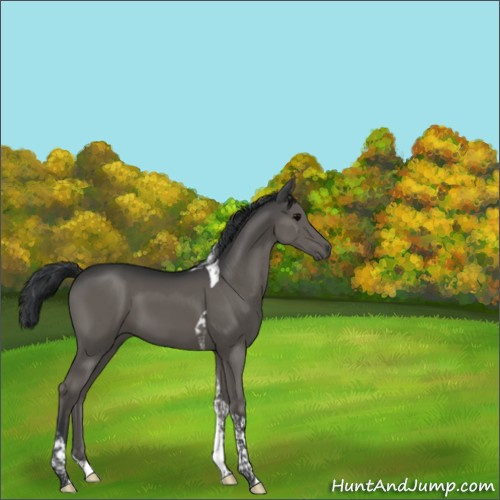 Horse Color:Black Tobiano 