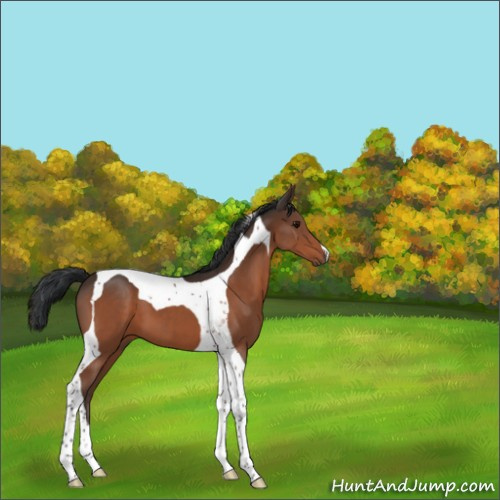 Horse Color:Bay Tobiano 