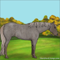 Horse Color:Silver Blue Roan 