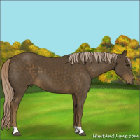 Horse Color:Chocolate Palomino 