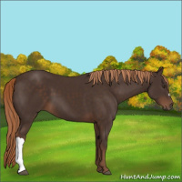 Horse Color:Liver Chestnut 