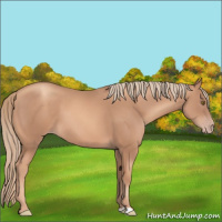 Horse Color:Gold Champagne