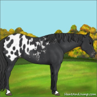 Horse Color:Black Appaloosa