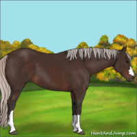 Horse Color:Silver Brown