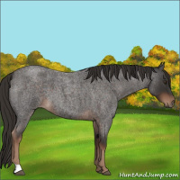 Horse Color:Liver Red Roan 