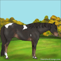 Horse Color:Liver Chestnut Tobiano 