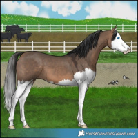 Horse Color:Brown Dun Splash