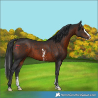Horse Color:Brown Sabino Splash 