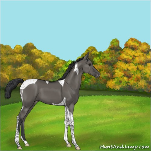 Horse Color:Grullo Tobiano Appaloosa 