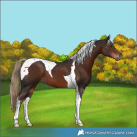 Horse Color:Liver Chestnut Tobiano 