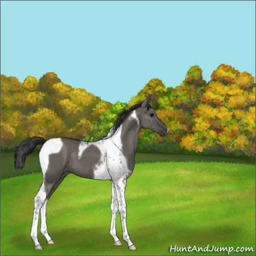 Horse Color:Grullo Tobiano 