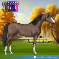 Horse Color:Liver Red Dun 