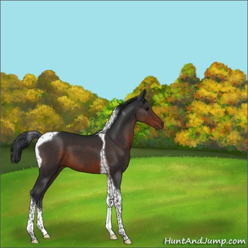 Horse Color:Brown Tobiano