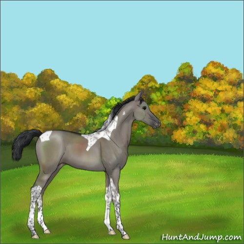 Horse Color:Grullo Tobiano Appaloosa 