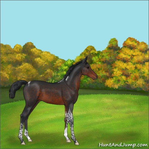 Horse Color:Brown Tobiano 