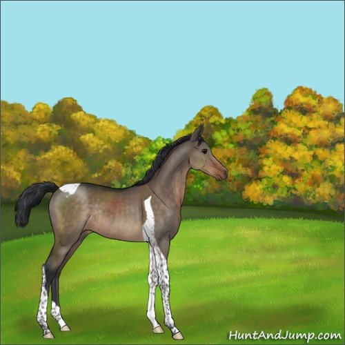 Horse Color:Brown Dun Tobiano Rabicano 