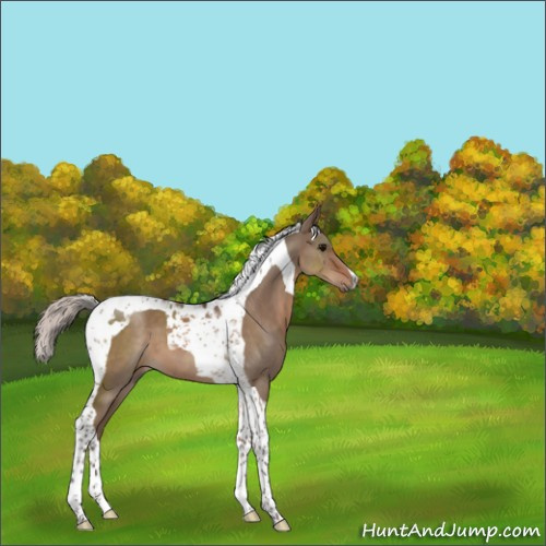 Horse Color:Silver Brown Dun Tobiano 