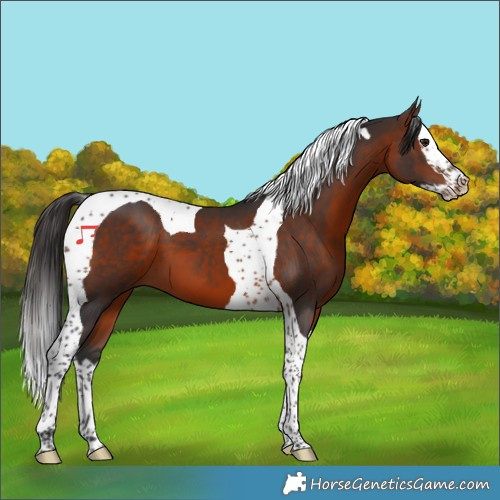 Horse Color:Bay Splash Tobiano 