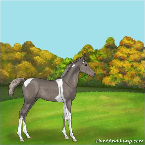 Horse Color:Silver Black Tobiano 