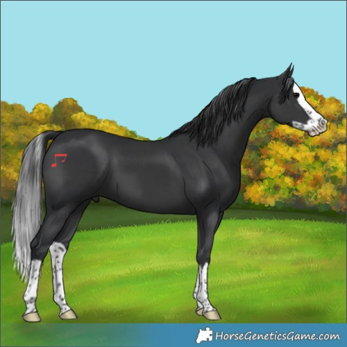Horse Color:Black Splash 