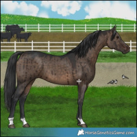 Horse Color:Brown Dun Brindle 