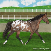 Horse Color:Brown Dun Appaloosa Brindle 