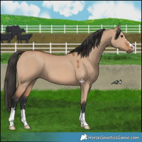 Horse Color:Bay Dun Mushroom 