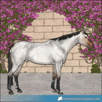 Horse Color:White Spotted Bay Roan Dun 