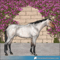 Horse Color:White Spotted Bay Roan Dun
