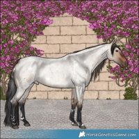 Horse Color:White Spotted Bay Roan Dun