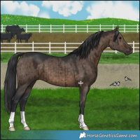 Horse Color:Brown Dun Brindle 