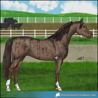 Horse Color:Liver Red Dun Brindle 