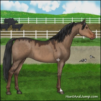 Horse Color:Liver Red Dun 