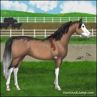 Horse Color:Bay Dun Splash 