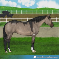 Horse Color:Brown Dun 