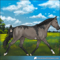 Horse Color:Grullo 