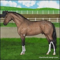 Horse Color:Bay Dun Brindle