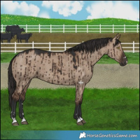 Horse Color:Liver Red Dun Brindle 