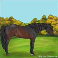 Horse Color:Brown 